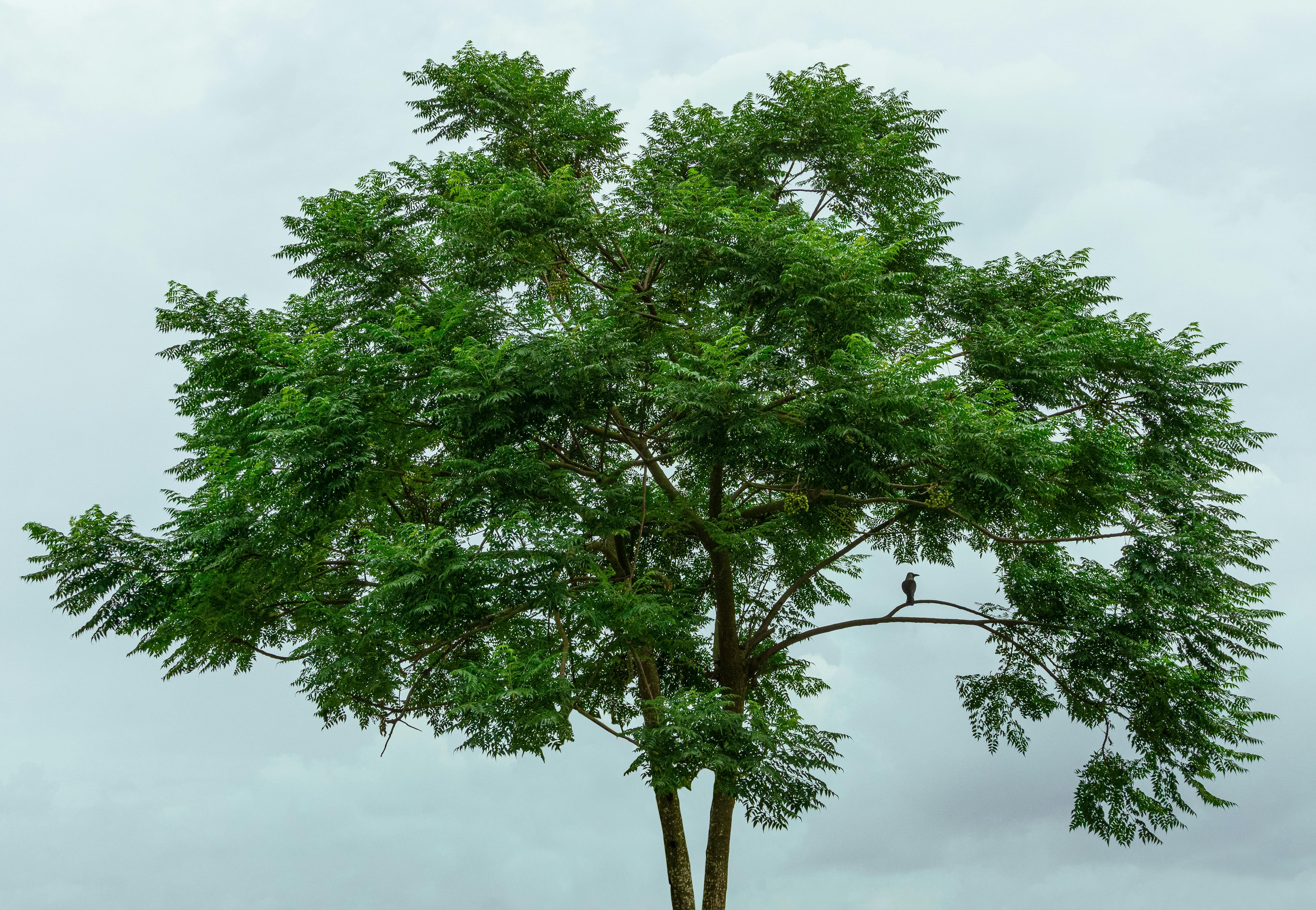 Lush green tree with a perched bird against a cloudy sky in Bangladesh.