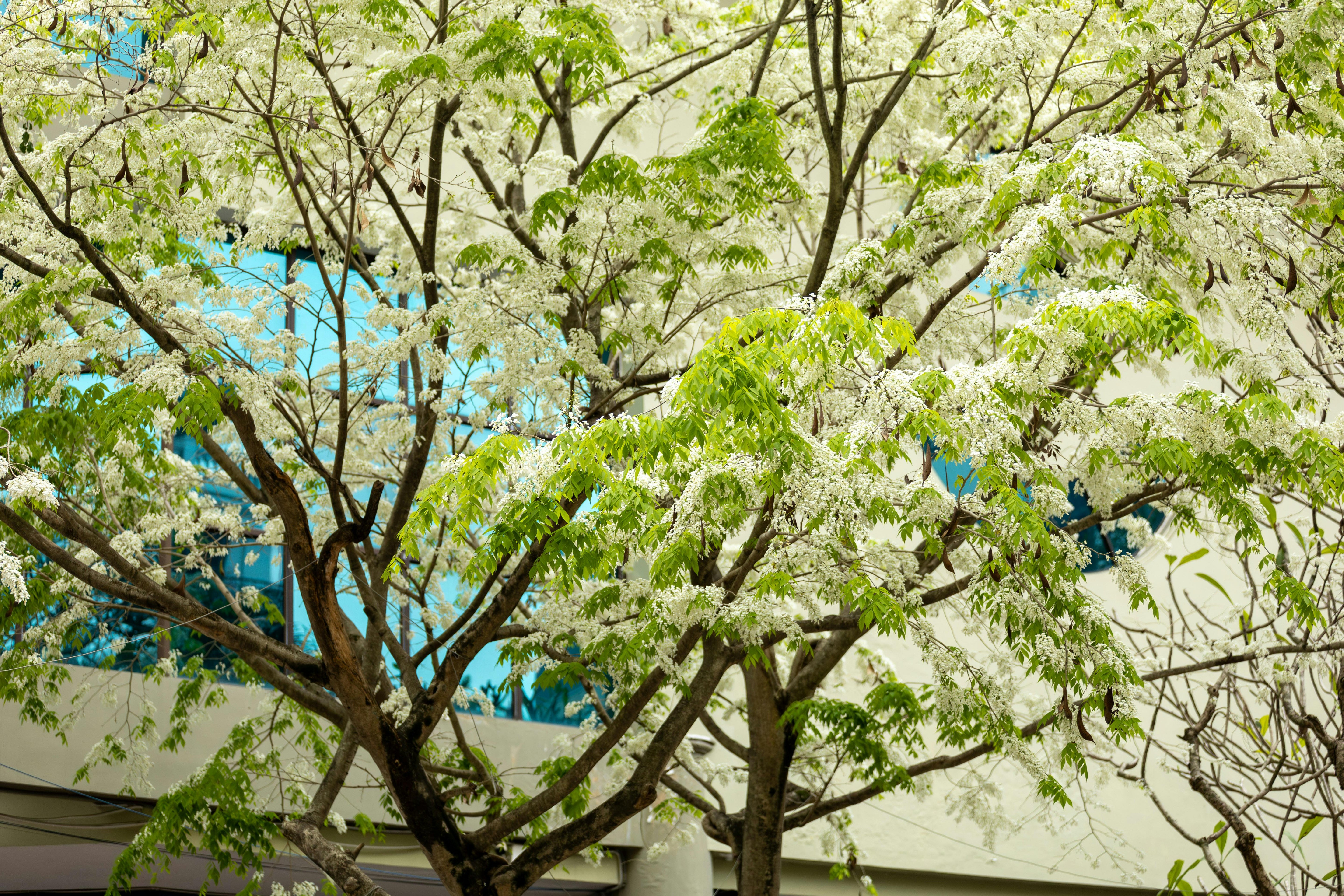Explore the lush spring beauty of a blooming tree with delicate white flowers in Hanoi, Vietnam.