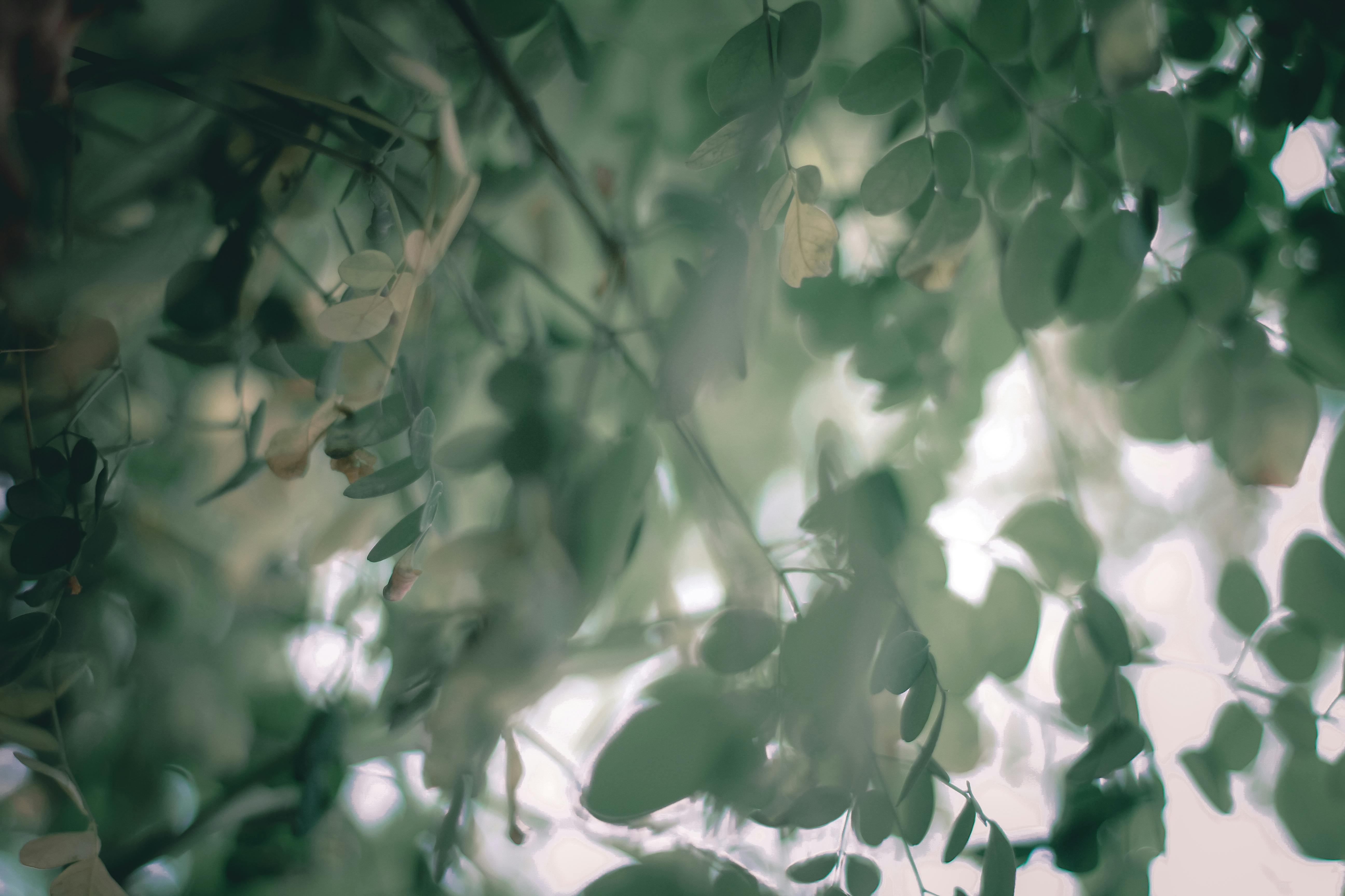 Dark green and amber oval leaves on twig of Moringa Oleifera in woodland in daylight