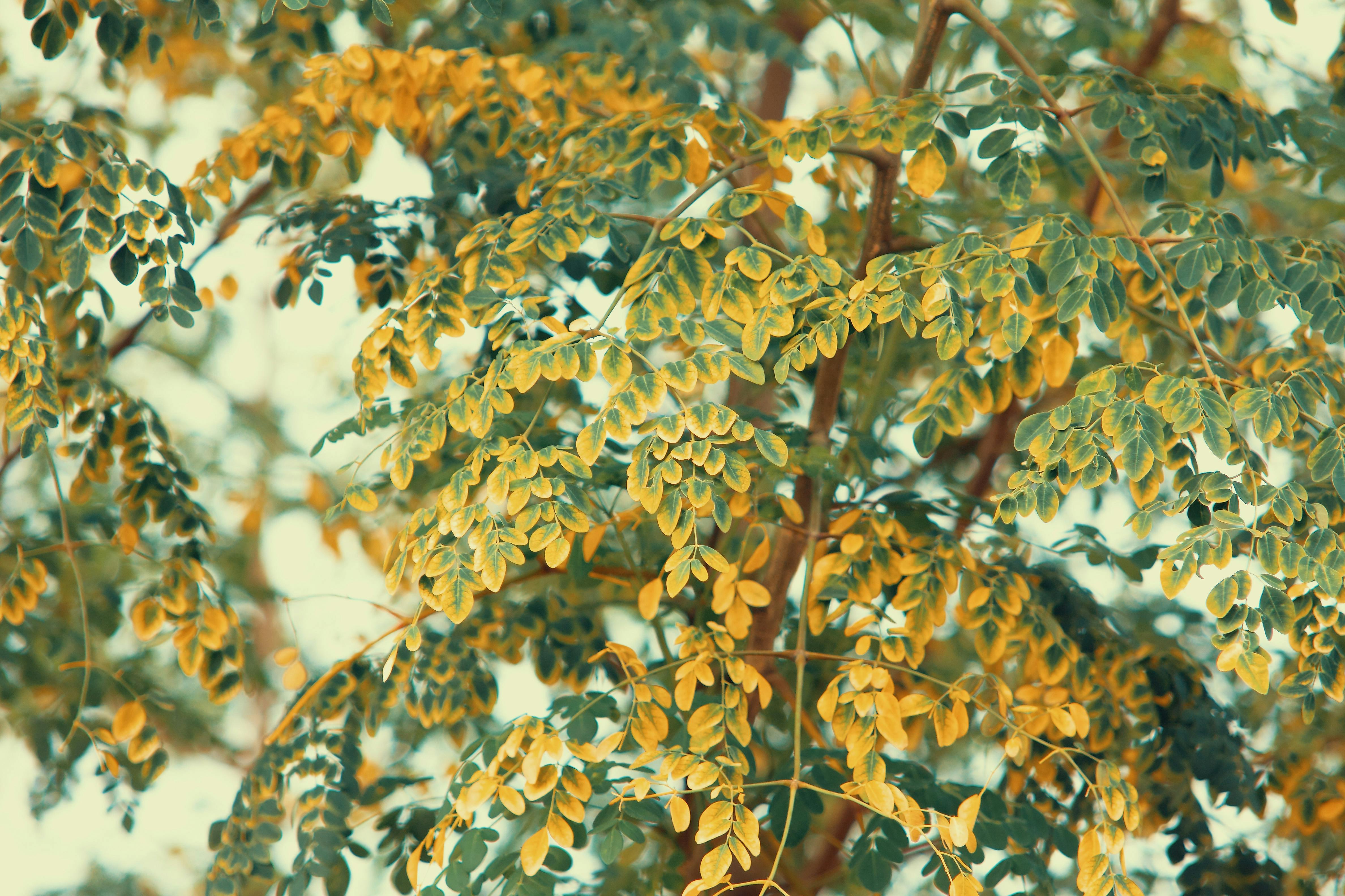 Close-up view of Moringa Oleifera tree leaves in a garden setting, displaying vibrant leaf patterns.