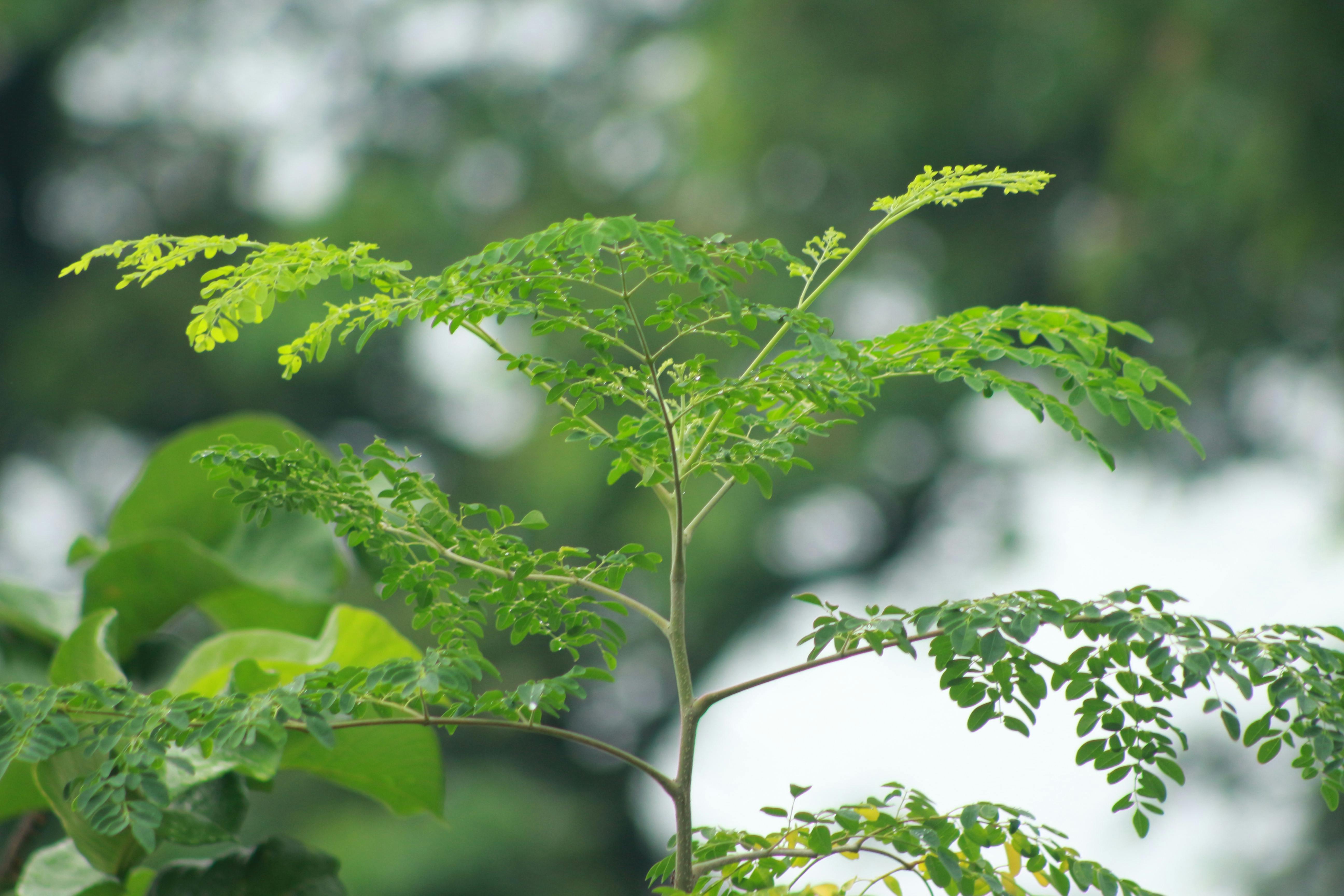 Close-up of a Moringa plant with vibrant green leaves against a blurred natural background.