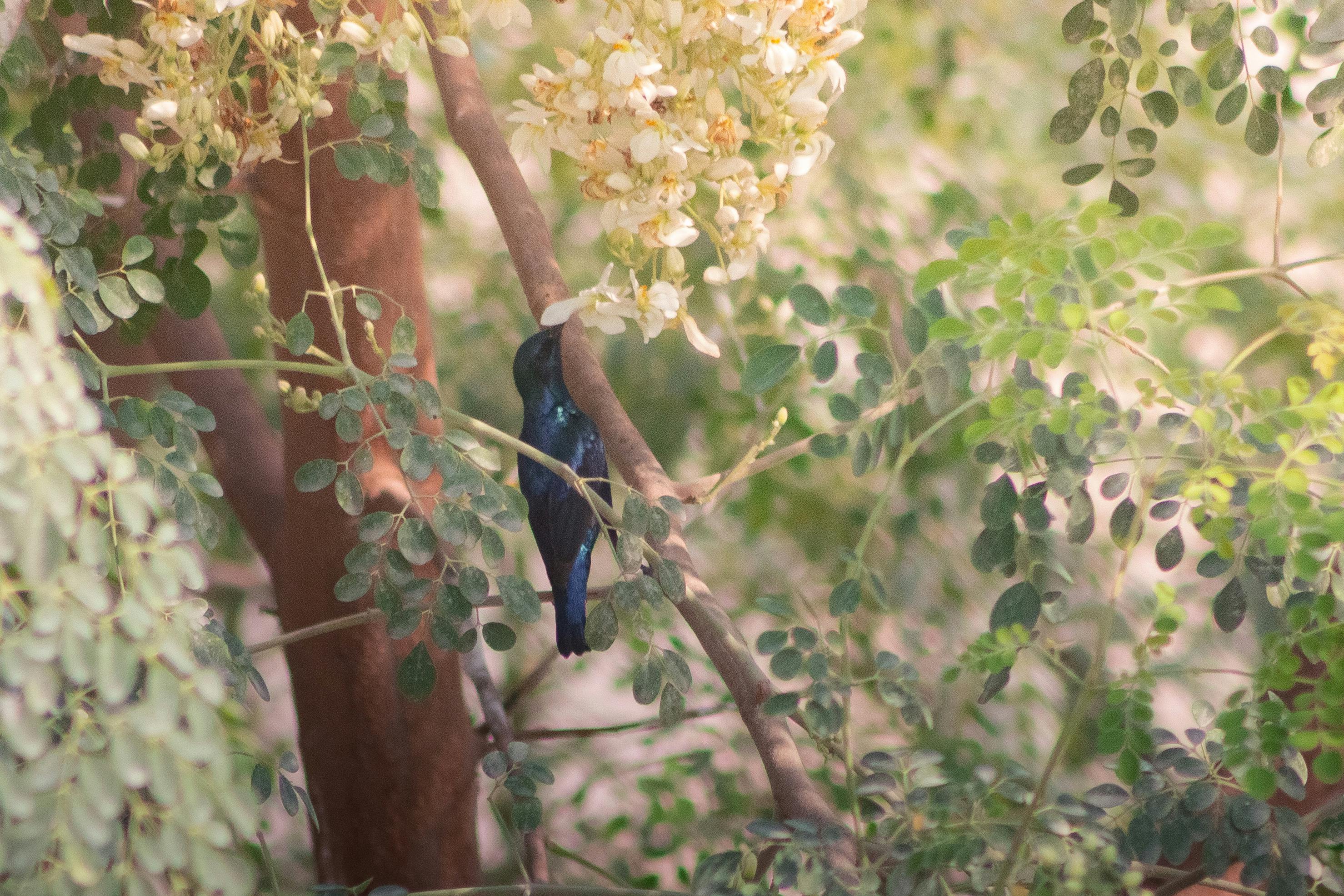 A stunning sunbird perched on a Moringa tree branch, surrounded by lush greenery and blossoms.