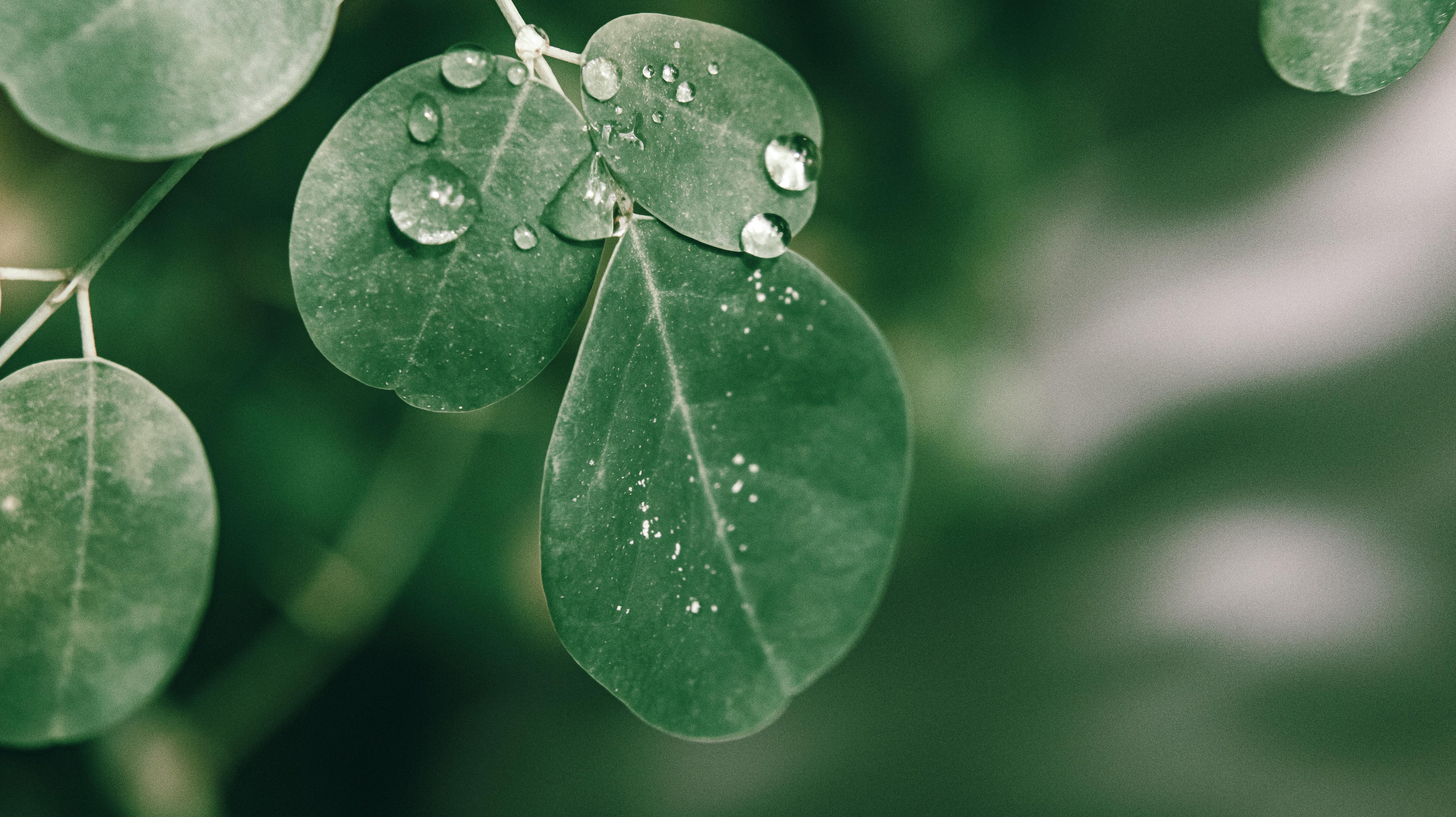 Closeup of drops of dew on fresh green leaves of Moringa oleifera plant growing in lush garden in sunlight