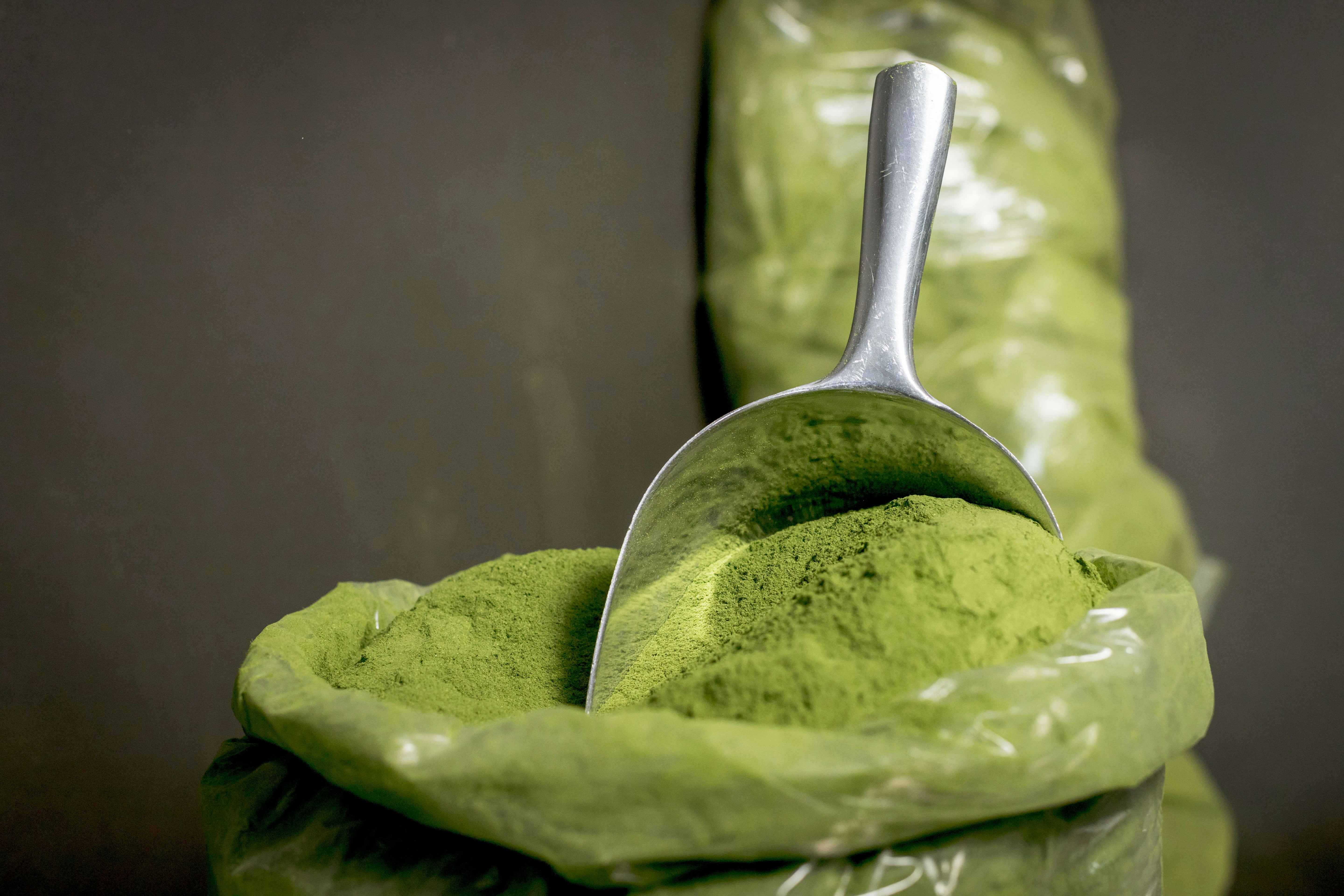 Close-up of fresh moringa powder in a stainless steel scoop, highlighting its vibrant green color.