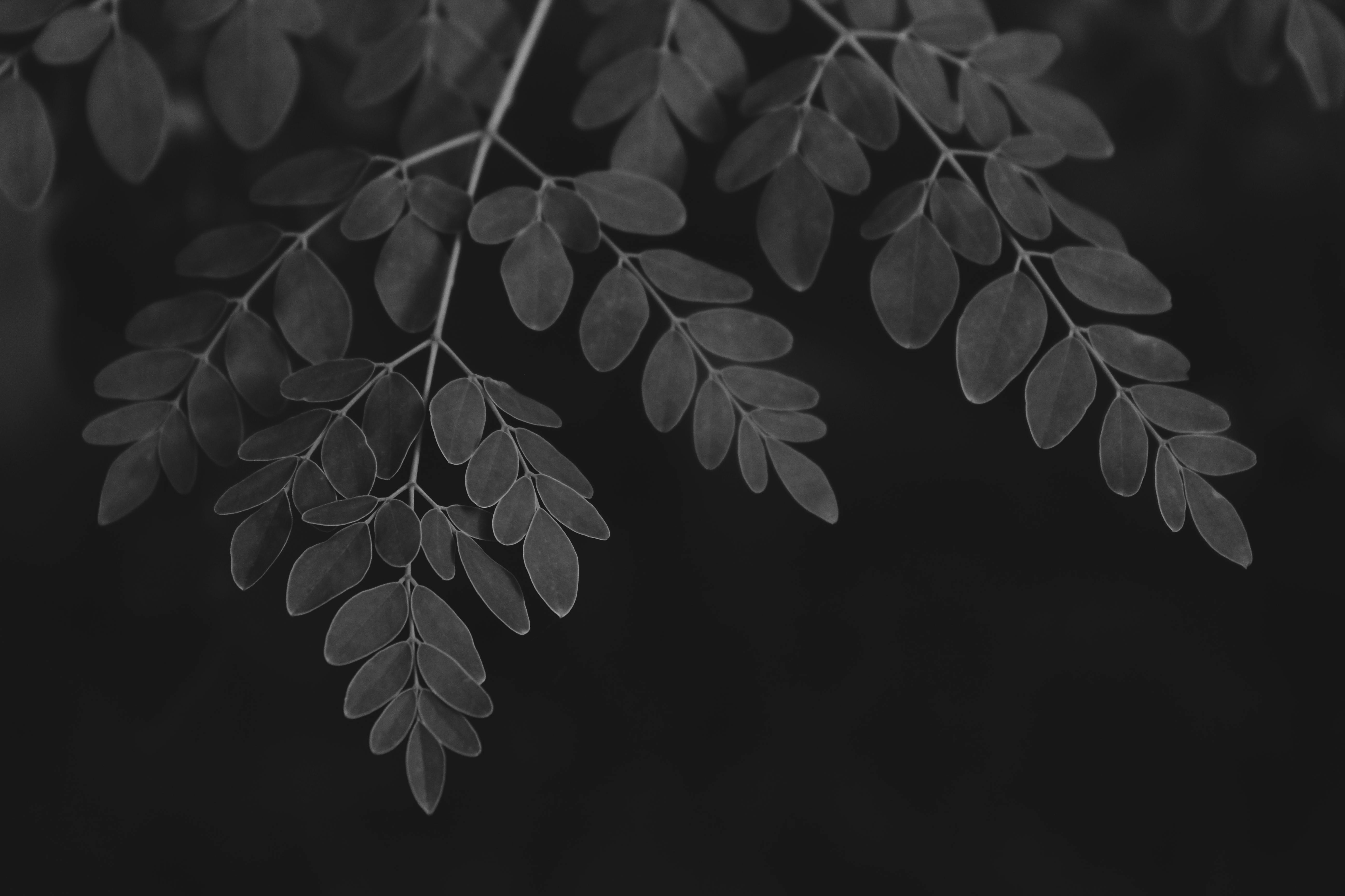 Detailed black and white image of moringa leaves on a dark background.