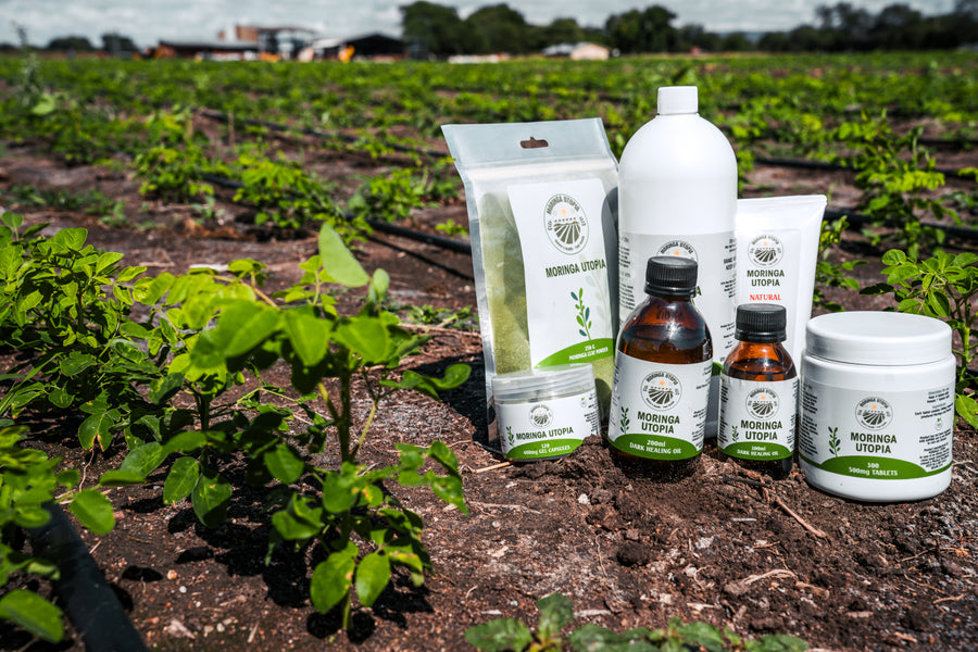 The Moringa Utopia range in the moringa field on the farm in Mookgopong